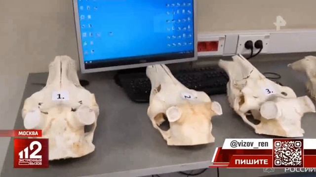 Телеканал РЕН ТВ программа Экстренный вызов 112 15.04.2026