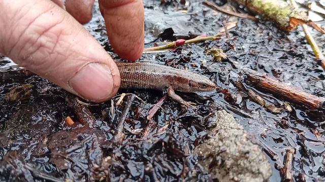 Ящерица после зимней спячки в среде обитания на огороде