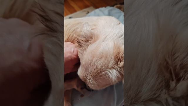 Снежок два месяца борьбы и надежды