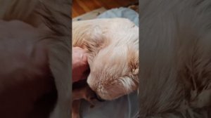 Снежок два месяца борьбы и надежды