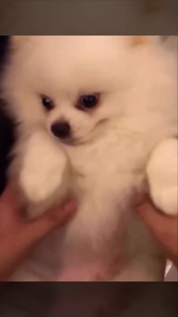 Совсем как настоящий