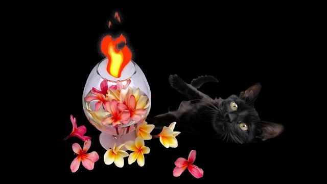 Кот и звуки костра