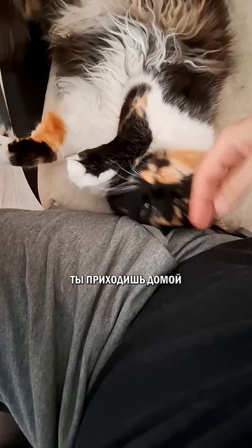 Коты учат любить #котолюбовь