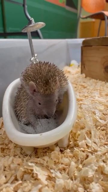 Теперь вы видели, как моется ёжик 😁  Смешные видео 👉Подписаться