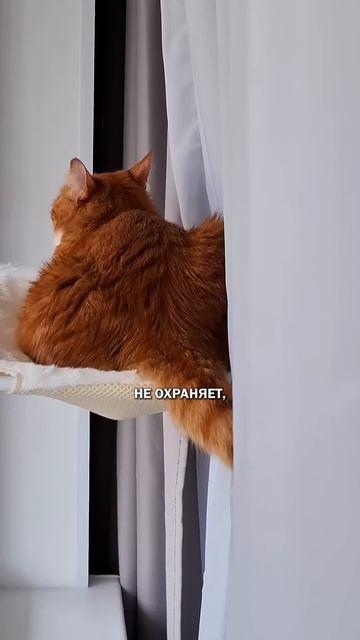 Кот и окно котнаблюдает