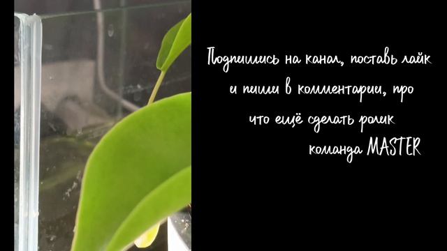 Непентес уход и содержание хищных растений