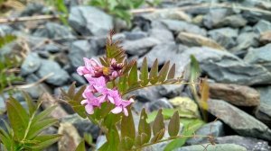 В. Салахова. Офицерские жёны.