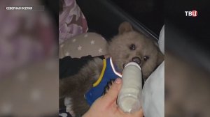 Дрожащего от холода медвежонка-сироту завернули в одеяло в пригороде Владикавказа