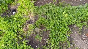 Высаживаю флоксы, пройдемся по цветнику