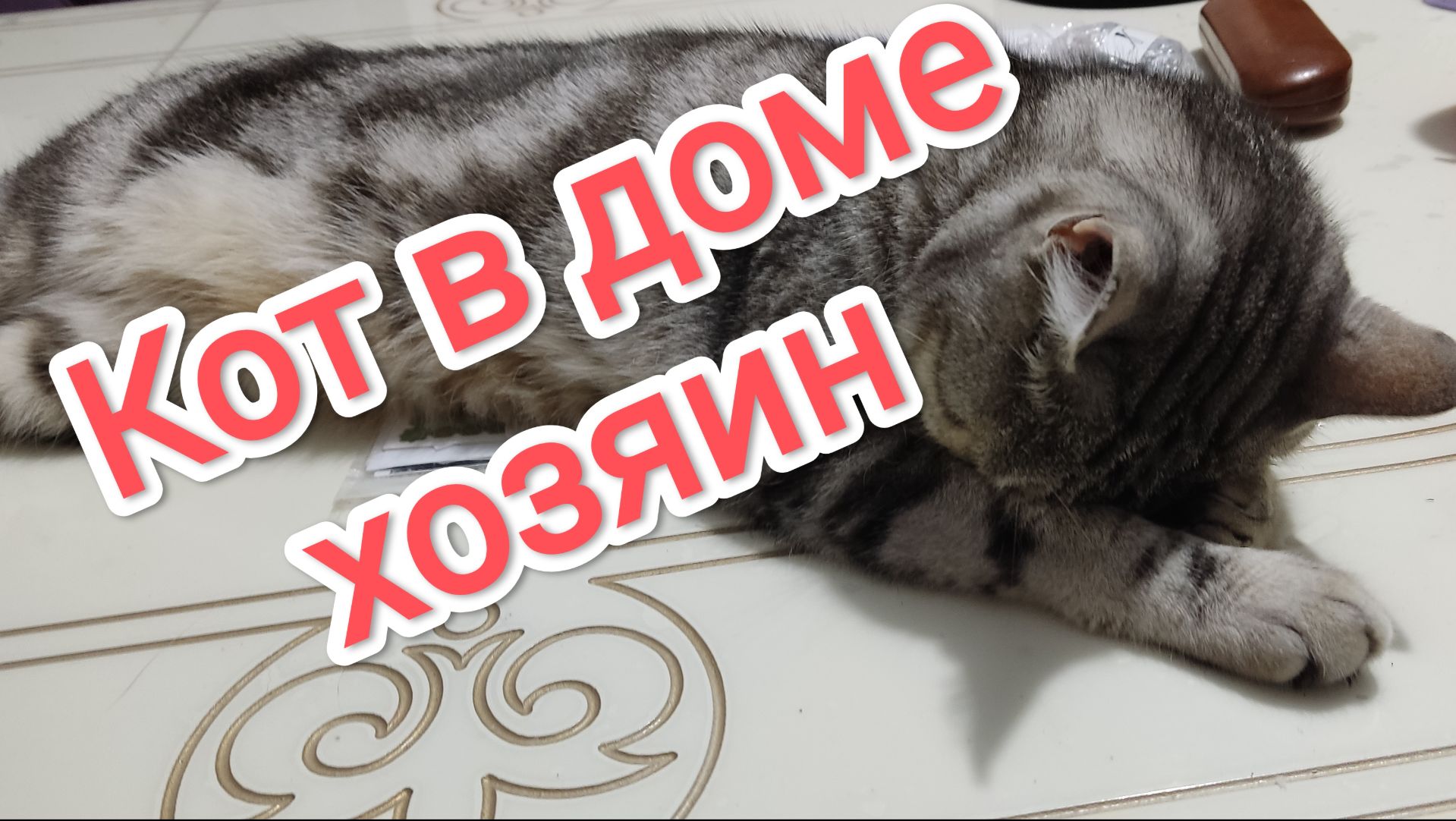Кот в доме хозяин