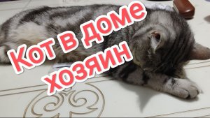 Кот в доме хозяин