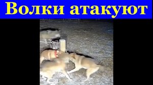 Волки атакуют домашних собак