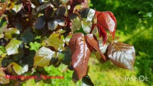 Весна в Анапе.