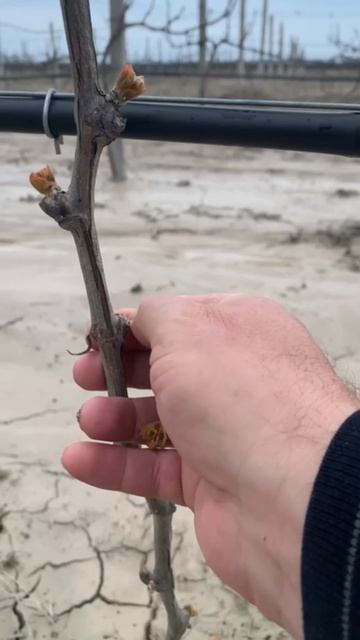 Формирование кордона. Как обрезать штамб и ослепить почки