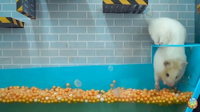 Хомячок убегает из конфетного лабиринта с детенышем акулы-хомячка-лабиринта! часть 9