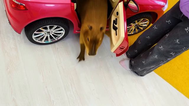 Игрушечная машинка и салон красоты для капибары! Бьянка знает, как устроить праздник для Капибусика