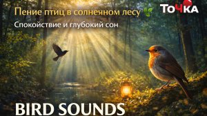 Пение птиц в солнечном лесу 🌿 Спокойствие и глубокий сон