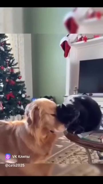 И жили они, как кот с собакой.