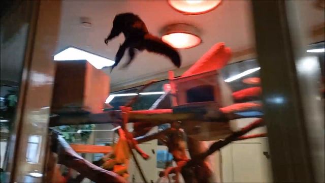 Белолицый саки Кеша очень любит общаться с посетителями и всегда рад их видеть 14.04.2026