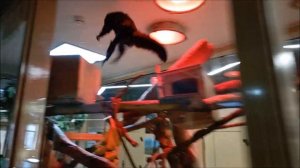 Белолицый саки Кеша очень любит общаться с посетителями и всегда рад их видеть 14.04.2026