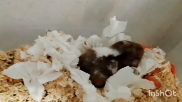 Муся родила.