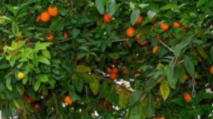 Экскурсия в Павловский лимонарий — оранжерею, где выращивают цитрусовые растения.