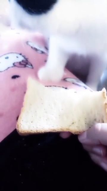 Всеядный Роки ест хлеб