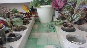 Предложение бегонии. Большие и маленькие растения.