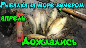 Рыбалка на Черном море вечером. Апрель. Первая ставрида и ласкирь