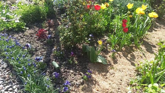 Обзор красивого весеннего цветника!