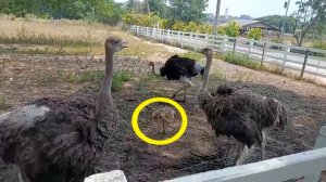 У страусов появились малыши