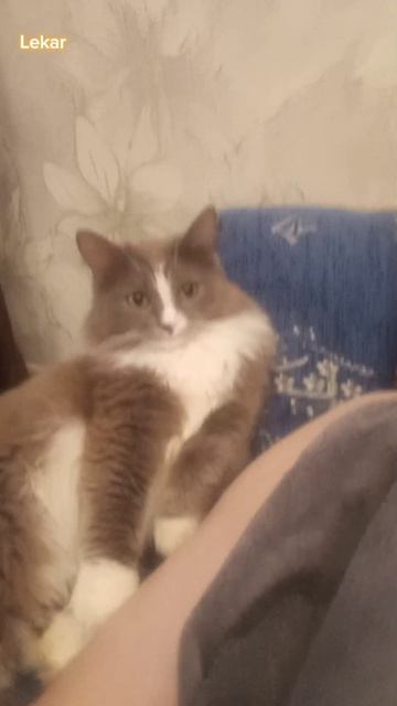 #Lekar #клипы #мойкот #медведь #лев #рек