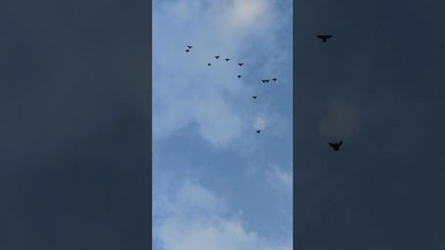 16.04.2026.Безкружные голуби,Чуманова Виталия