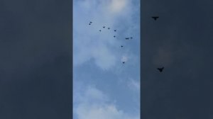 16.04.2026.Безкружные голуби,Чуманова Виталия