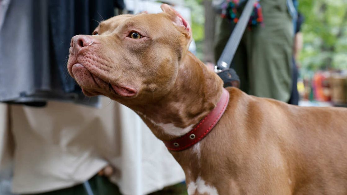 Питбуль откусил нос хозяйке во время ее эпилептического припадка