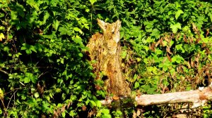 Природа Новгородской области