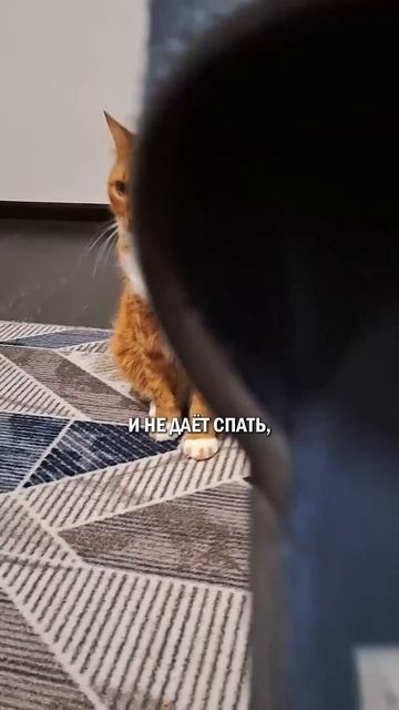 Как наказать кота кот котик кошка