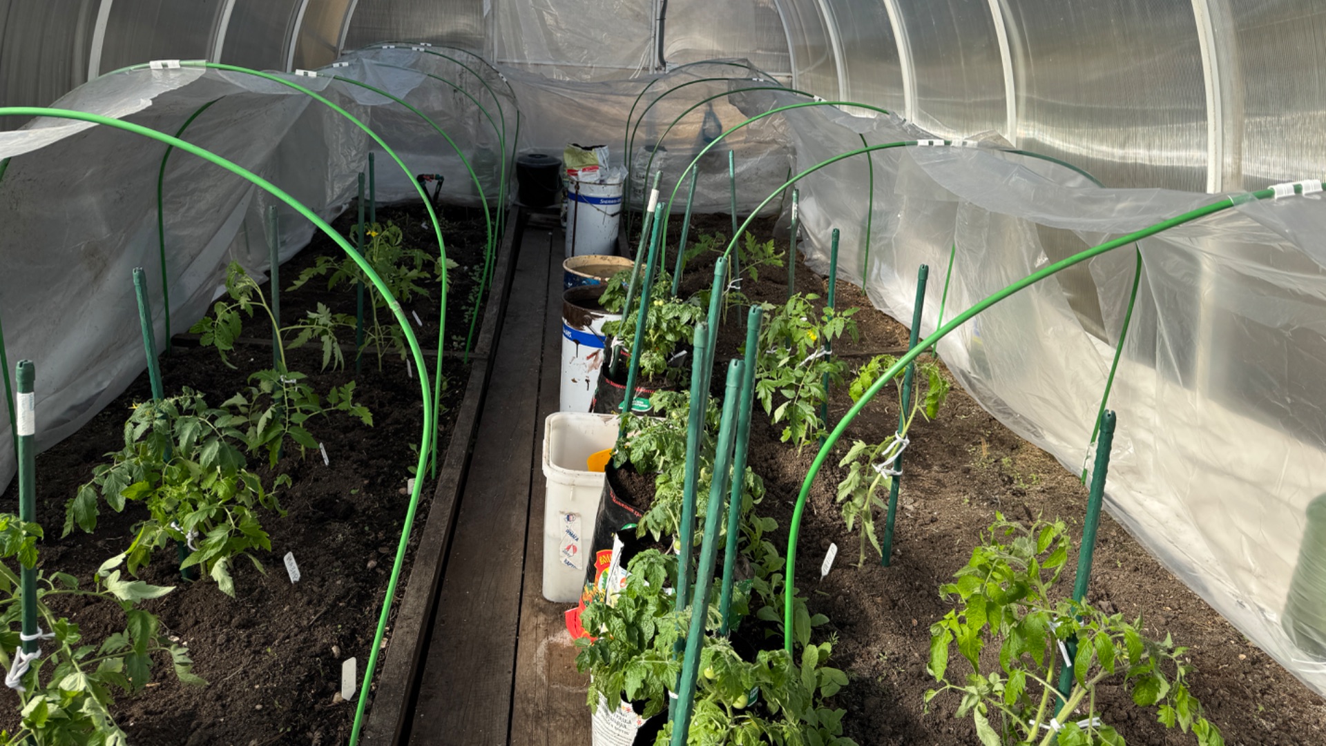 Высадка томатов в теплицу в апреле. Помидоры Пиноккио в мешках