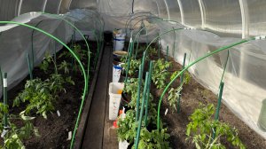 Высадка томатов в теплицу в апреле. Помидоры Пиноккио в мешках