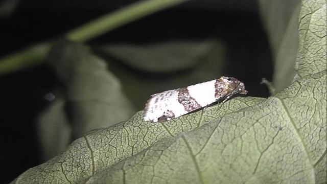 ИНСЕКТАРИЙ: 458. Листовёртка Рамапезиевая Опоясанная (Periclepsis Cinctana) 2V