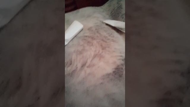 я показываю свою коллекцию из пластилина 1 часть