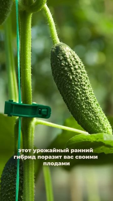 Огурцы, с которыми заготовки удаются всегда #SemenaPartnerShorts