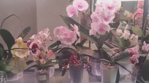 #186 ОрхоVLOG  Я ждала тебя- так ждала 😭😭😭... Снова 5 попытка мимо! Что расцвело.  (2)