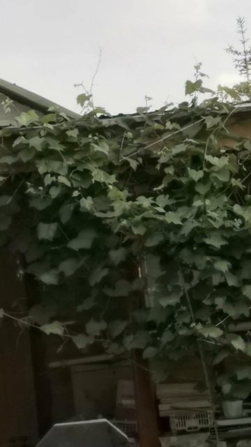 VID_20250606_195645.mp4