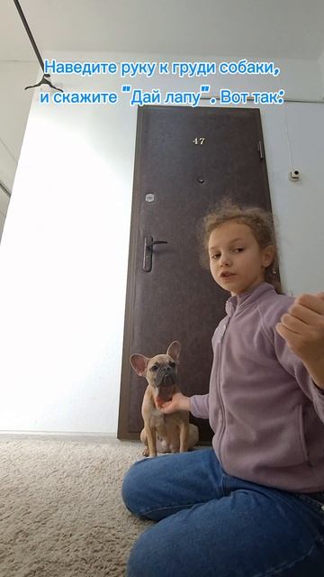 Учим людей команде Дай лапу!