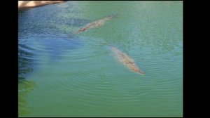 Тунис. крокодиловая ферма