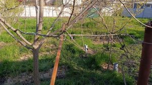 Хурма Россиянка.Обрезка шестилетнего дерева под руководством специалиста.