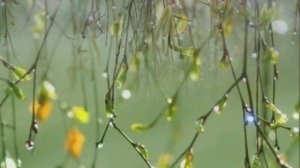 Апрельский Дождь.