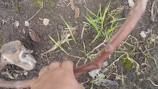 виноград омолаживание кустов