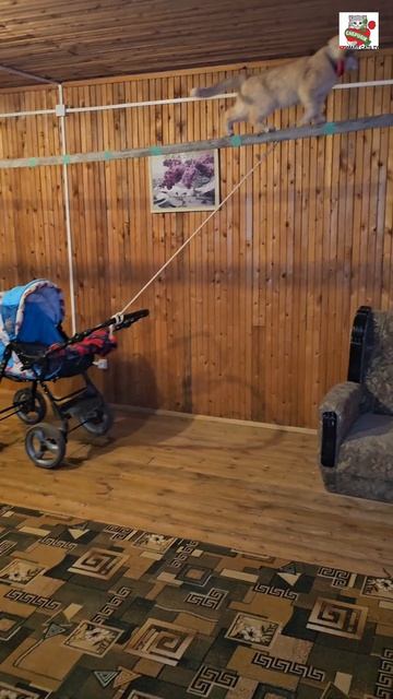 😻🍼🐈🐈🐈🛒😻🍼🐈🐈🐈🐈🛒💪😻👍❤️🏠 #котята